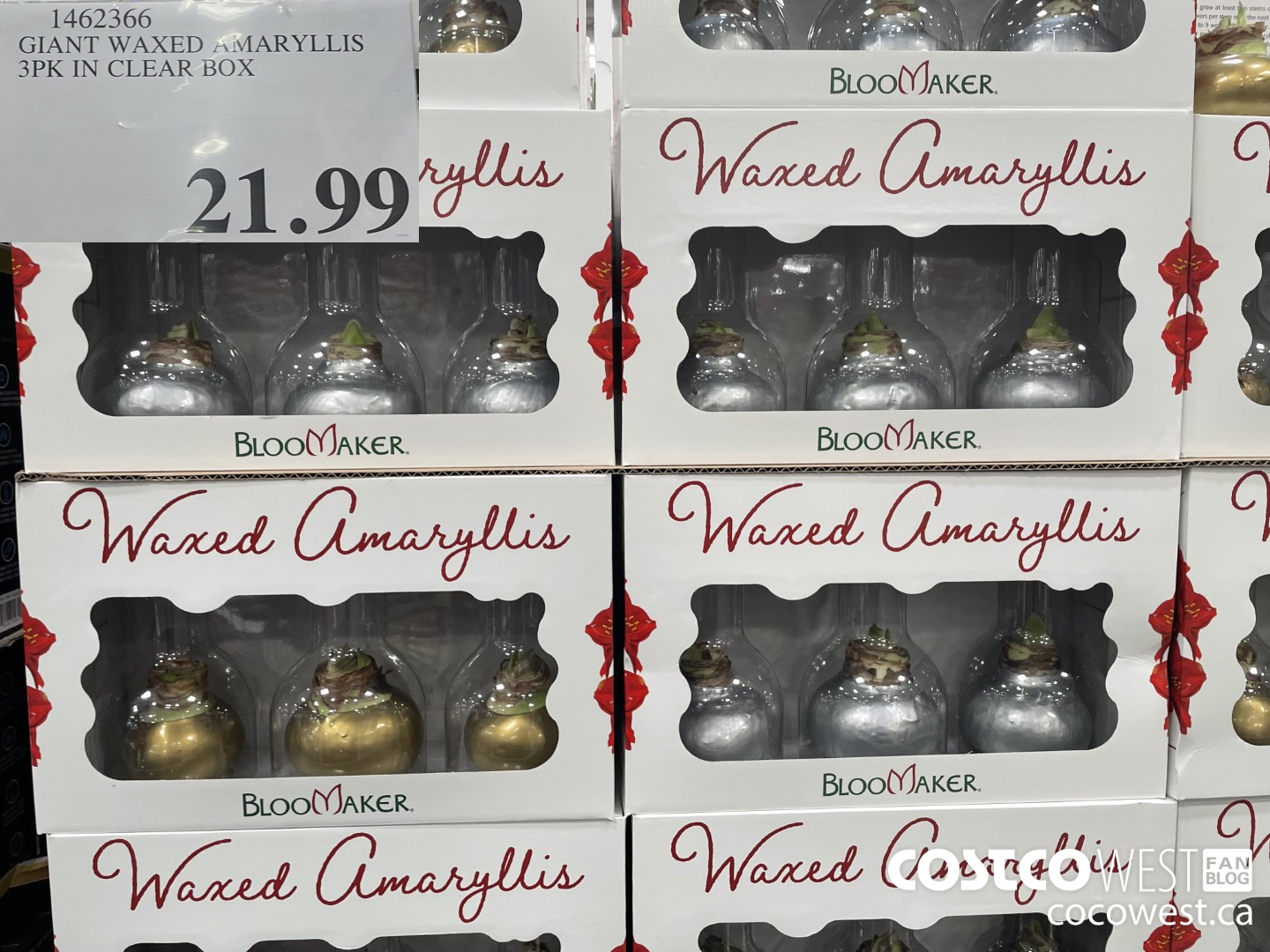 1462366 GIANT WAXED AMARYLLIS 3PK IN CLEAR BOX  $21.99