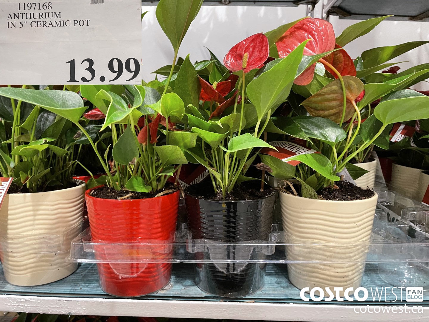 1197168 ANTHURIUM IN 5