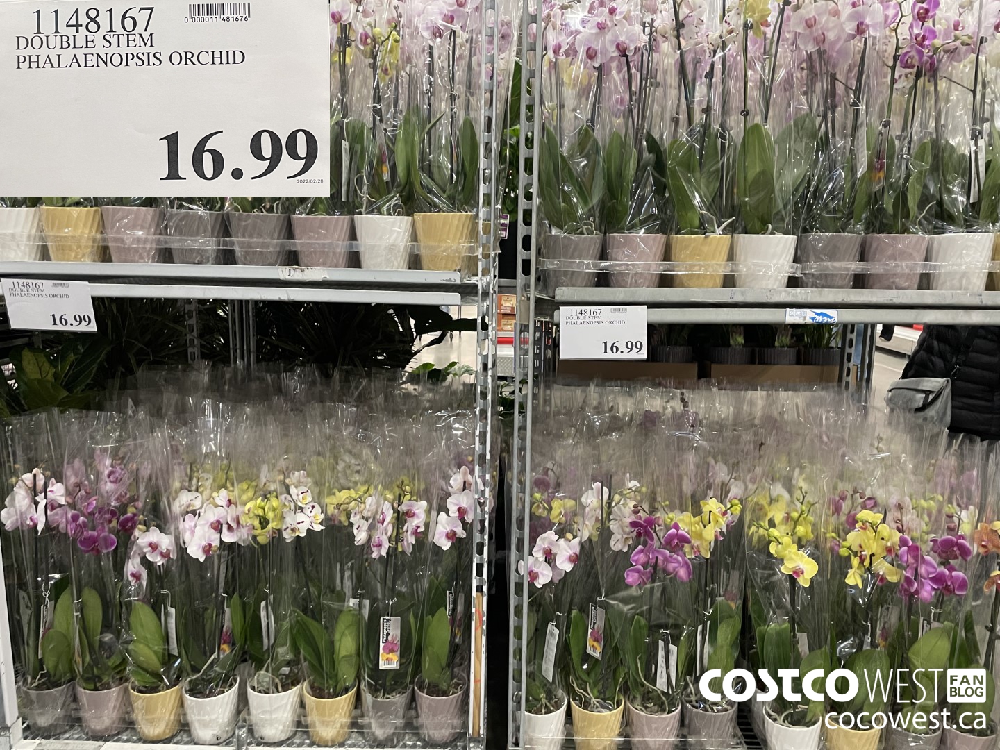 1148167 DOUBLE STEM PHALAENOPSIS ORCHID $16.99