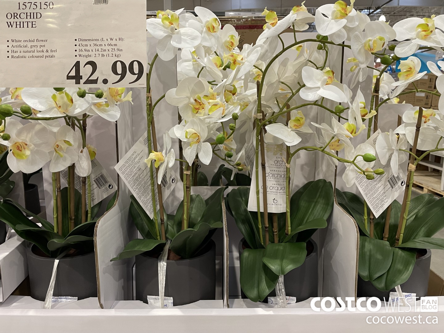 1575150 ORCHID WHITE  $42.99