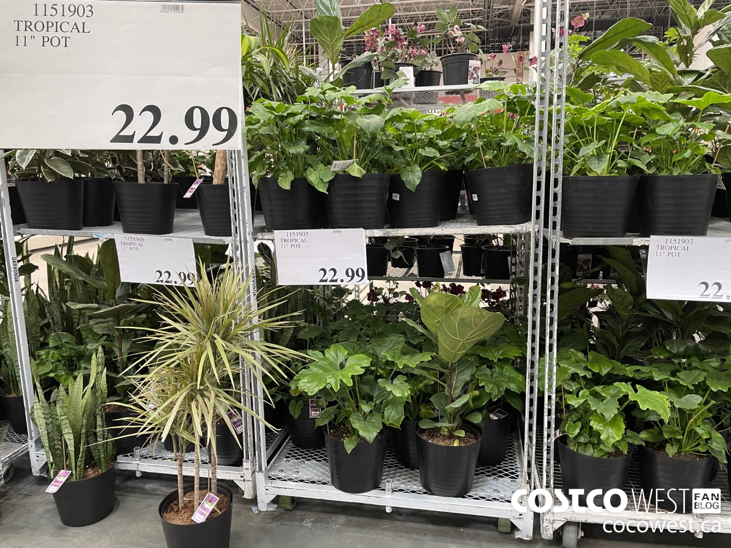1151903 TROPICAL 11