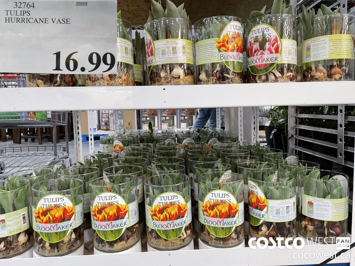 32764 TULIPS HURRICANE VASE $16.99