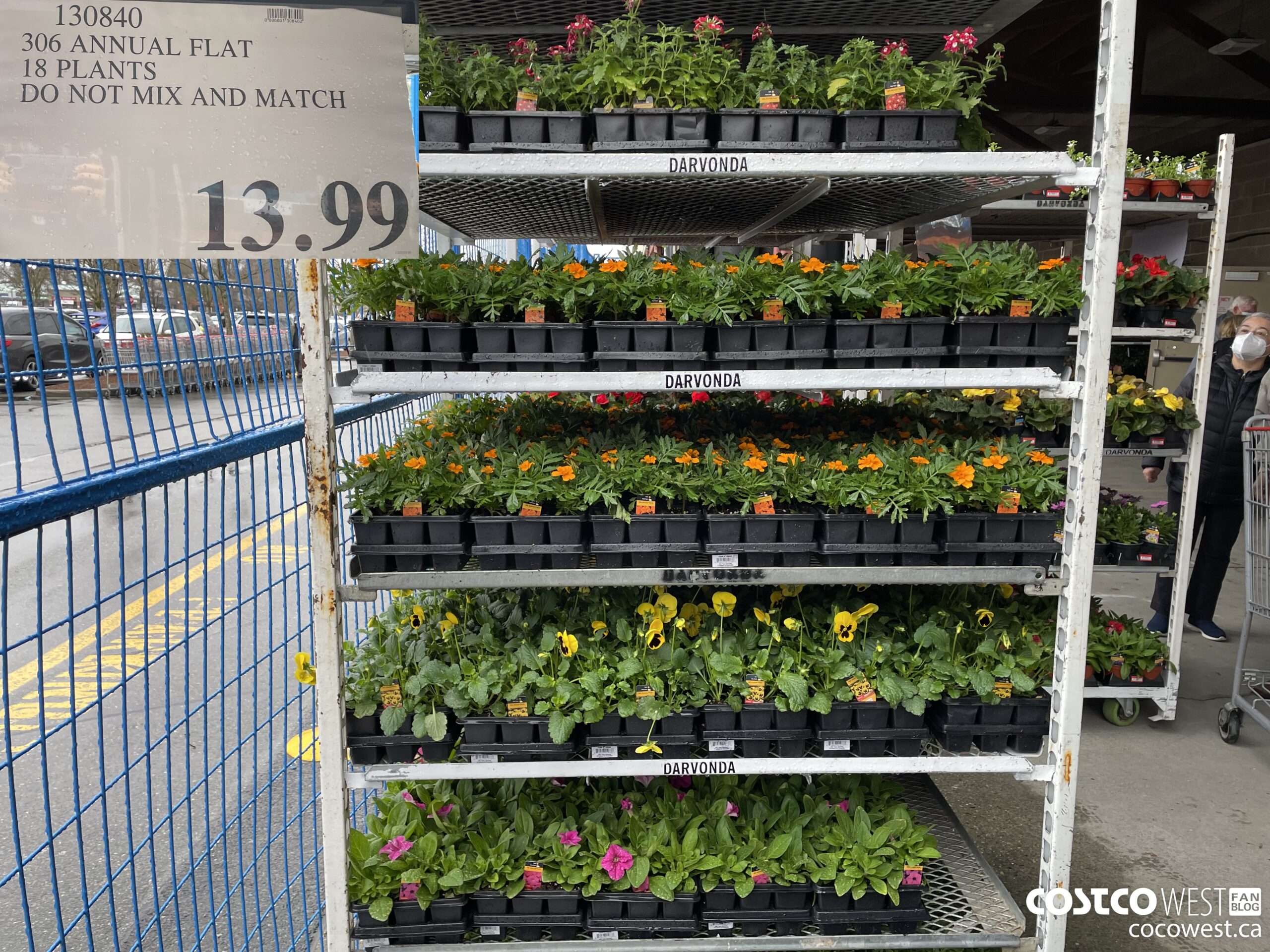 130840 306 ANNUAL FLAT 18 PLANTS DO NOT MIX AND MATCH $13.99