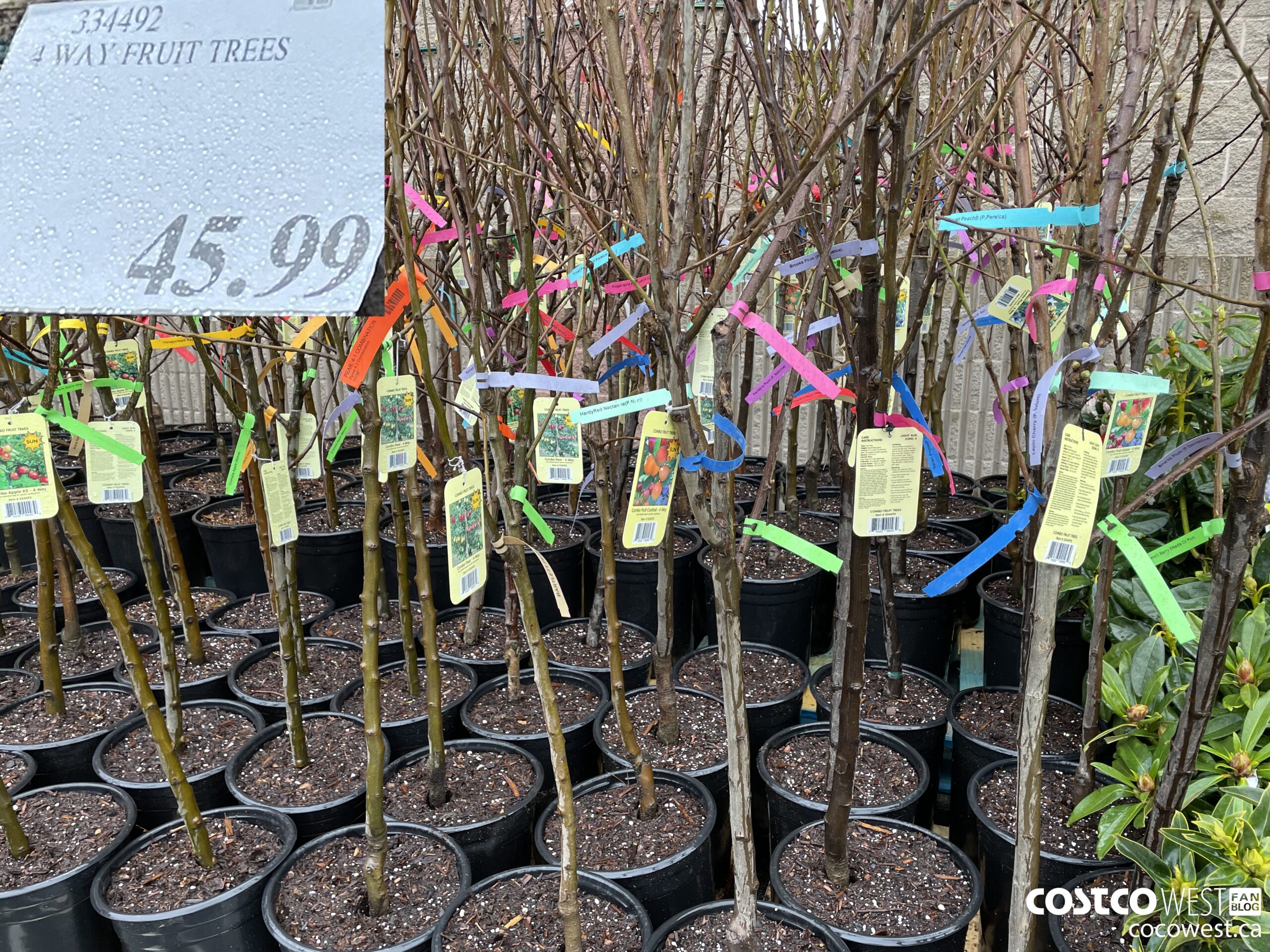334492 4 WAY-FRUIT TREES $45.99