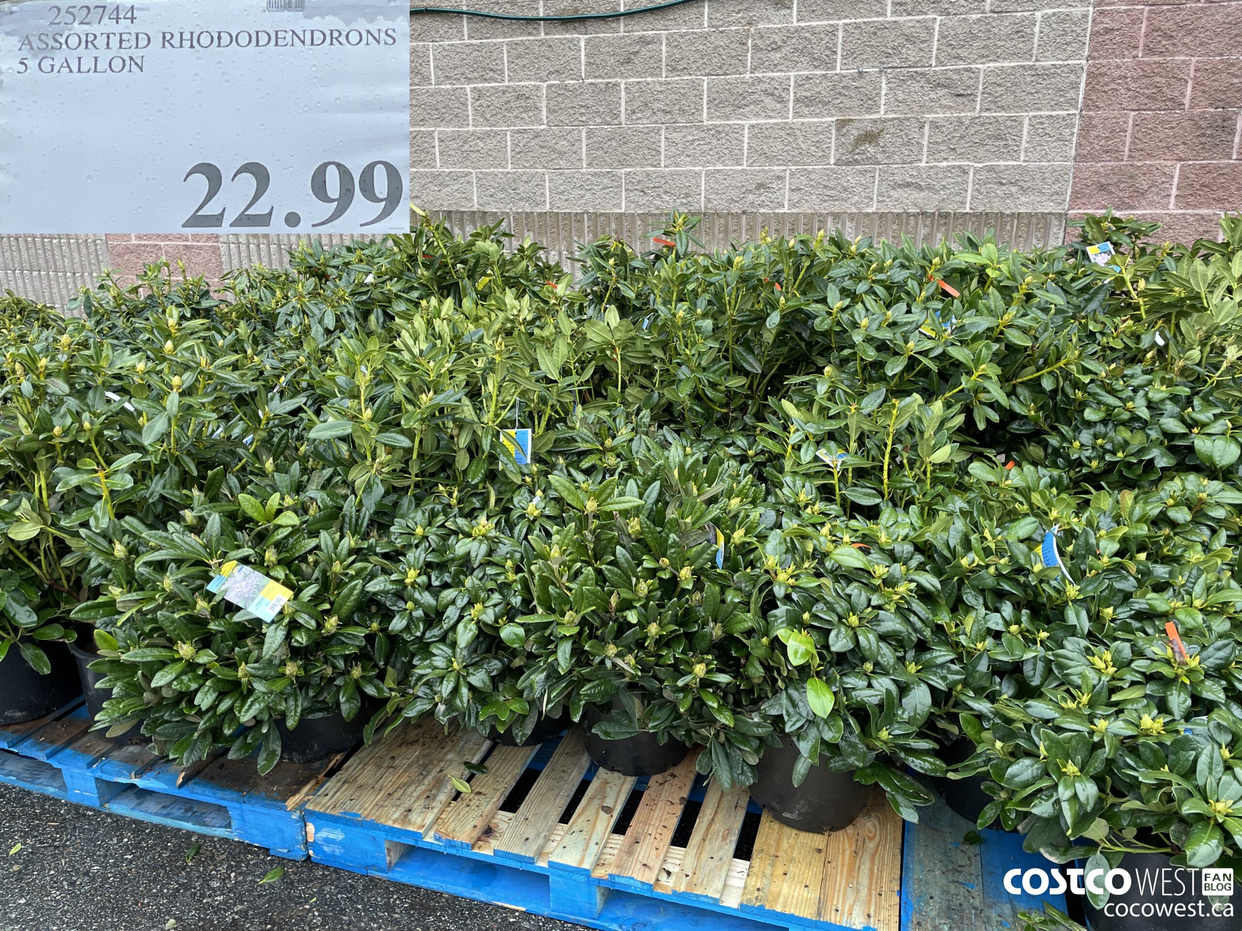 252744 ASSORTED RHODODENDRONS 5 GALLON $22.99