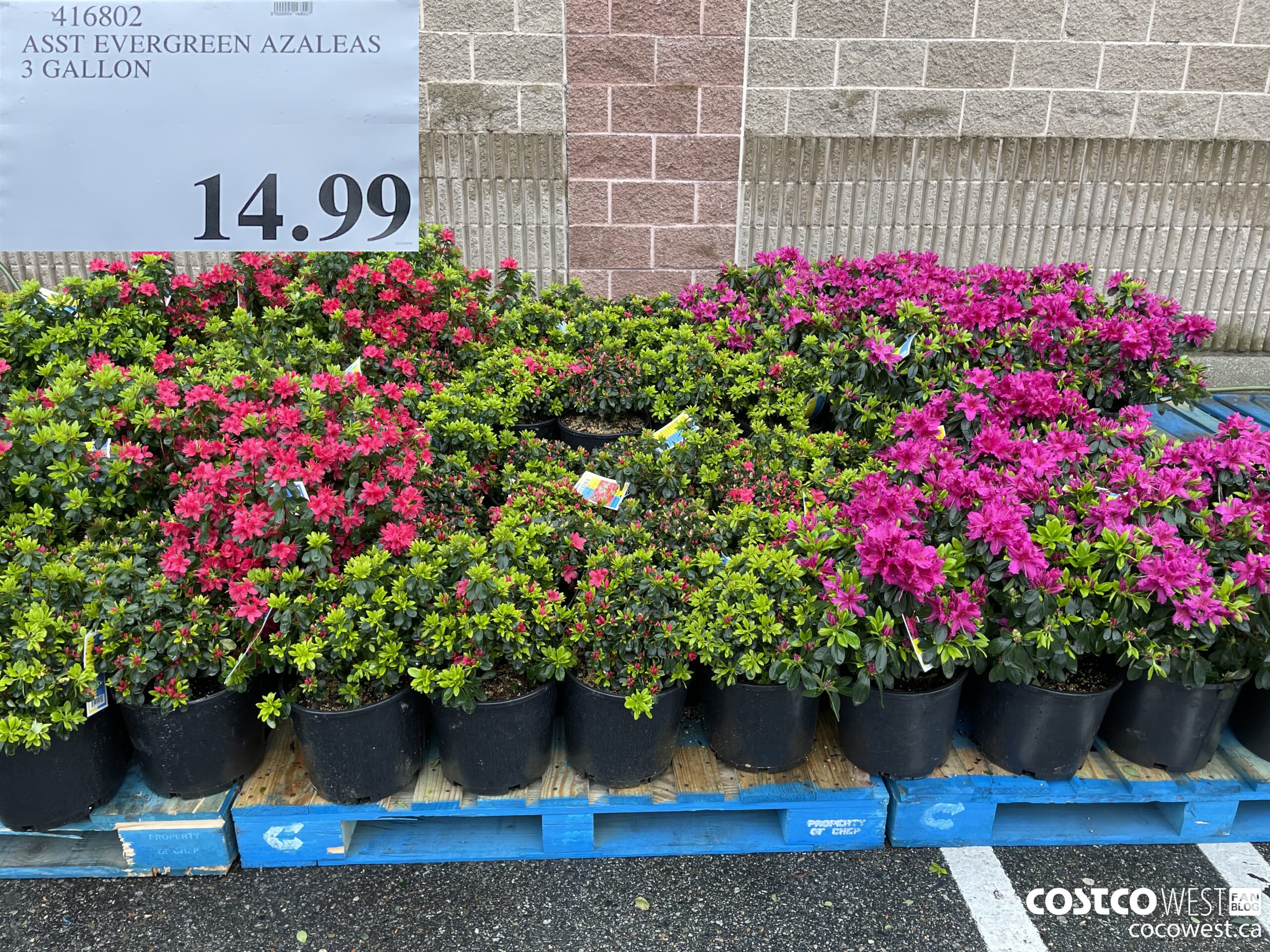 416802 ASST EVERGREEN AZALEAS 3 GALLON $14.99