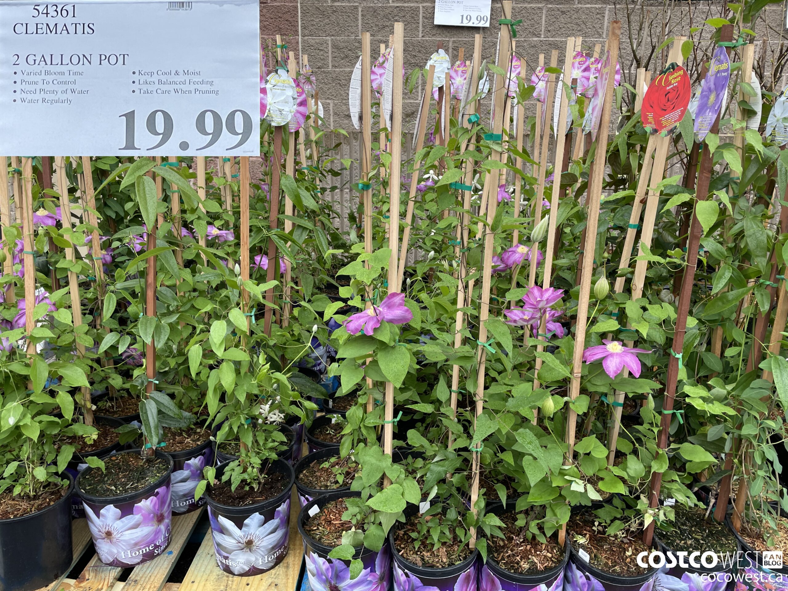 54361  CLEMATIS 2 GALLON POT $19.99