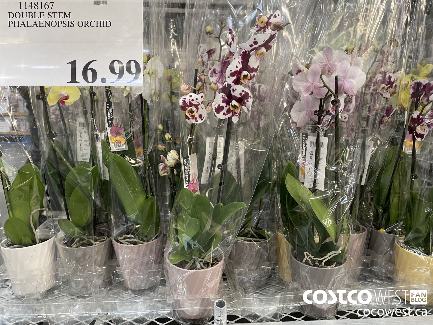 1148167 DOUBLE STEM PHALAENOPSIS ORCHID $16.99