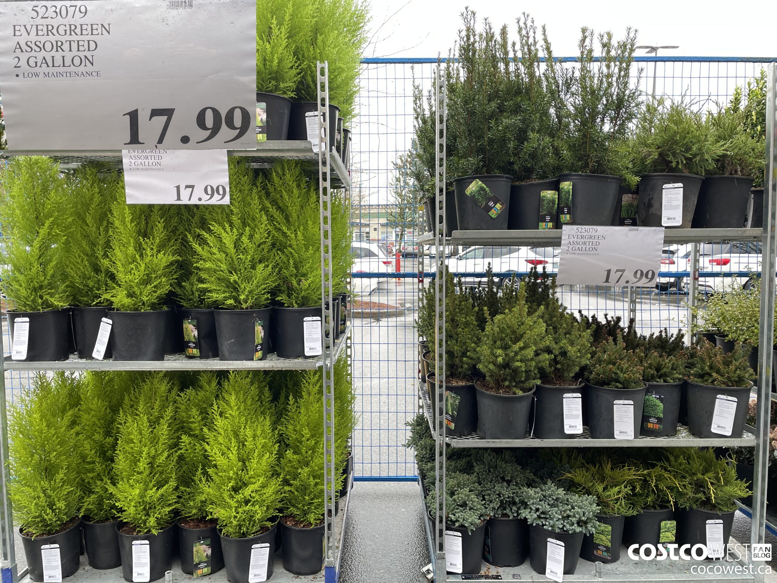 523079 EVERGREEN ASSORTED 2 GALLON $17.99