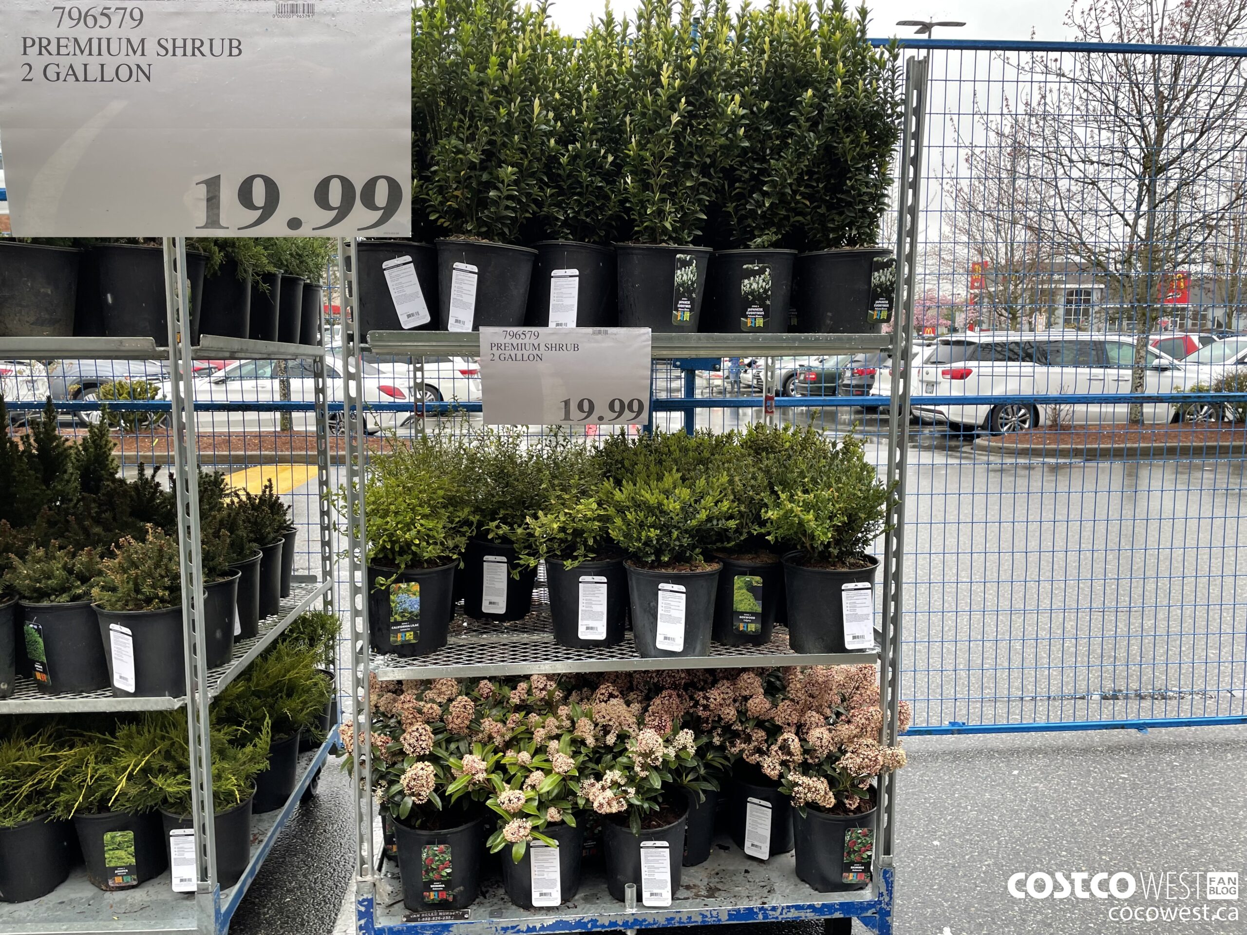 796579 PREMIUM SHRUB 2 GALLON $19.99