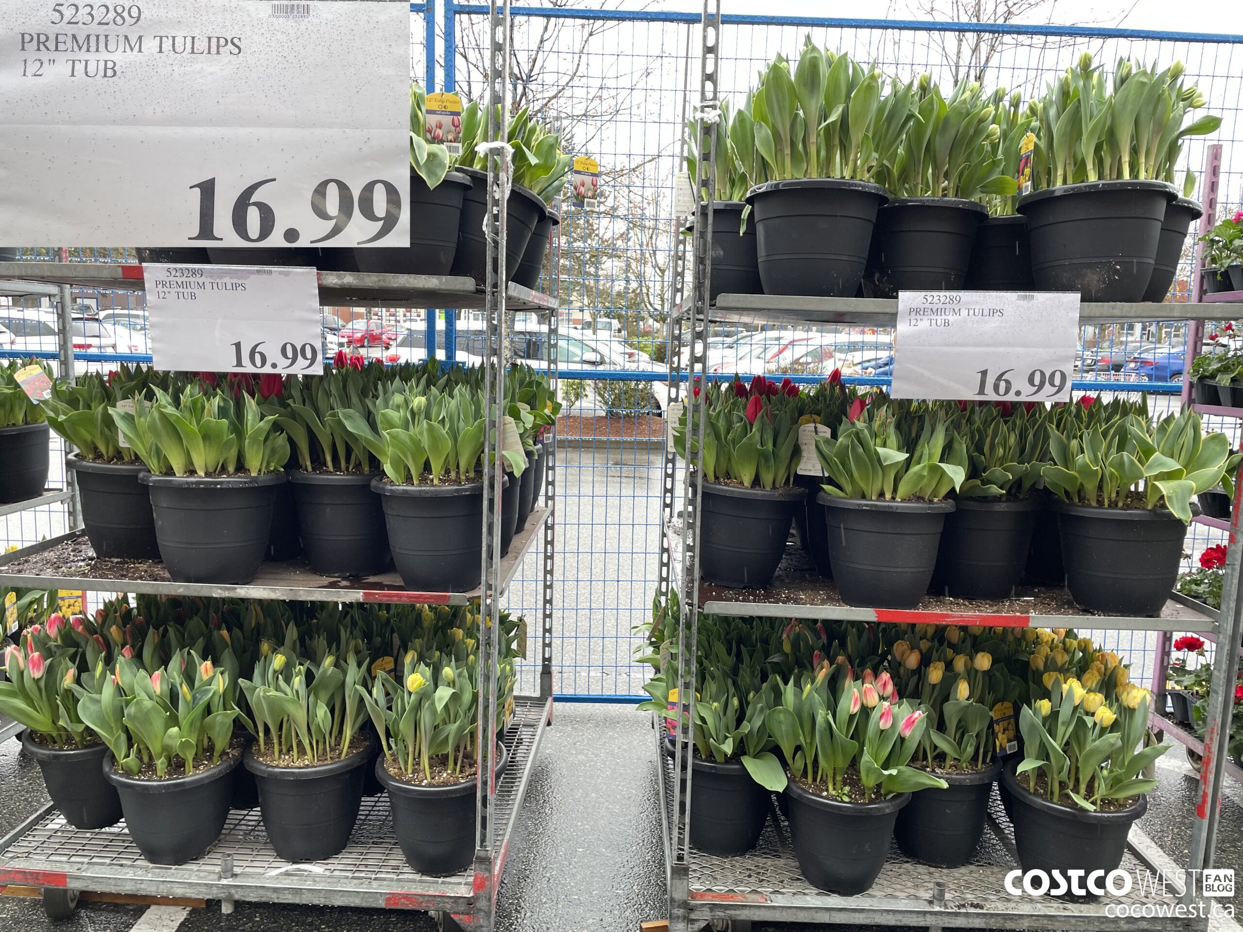 523289 PREMIUM TULIPS 12