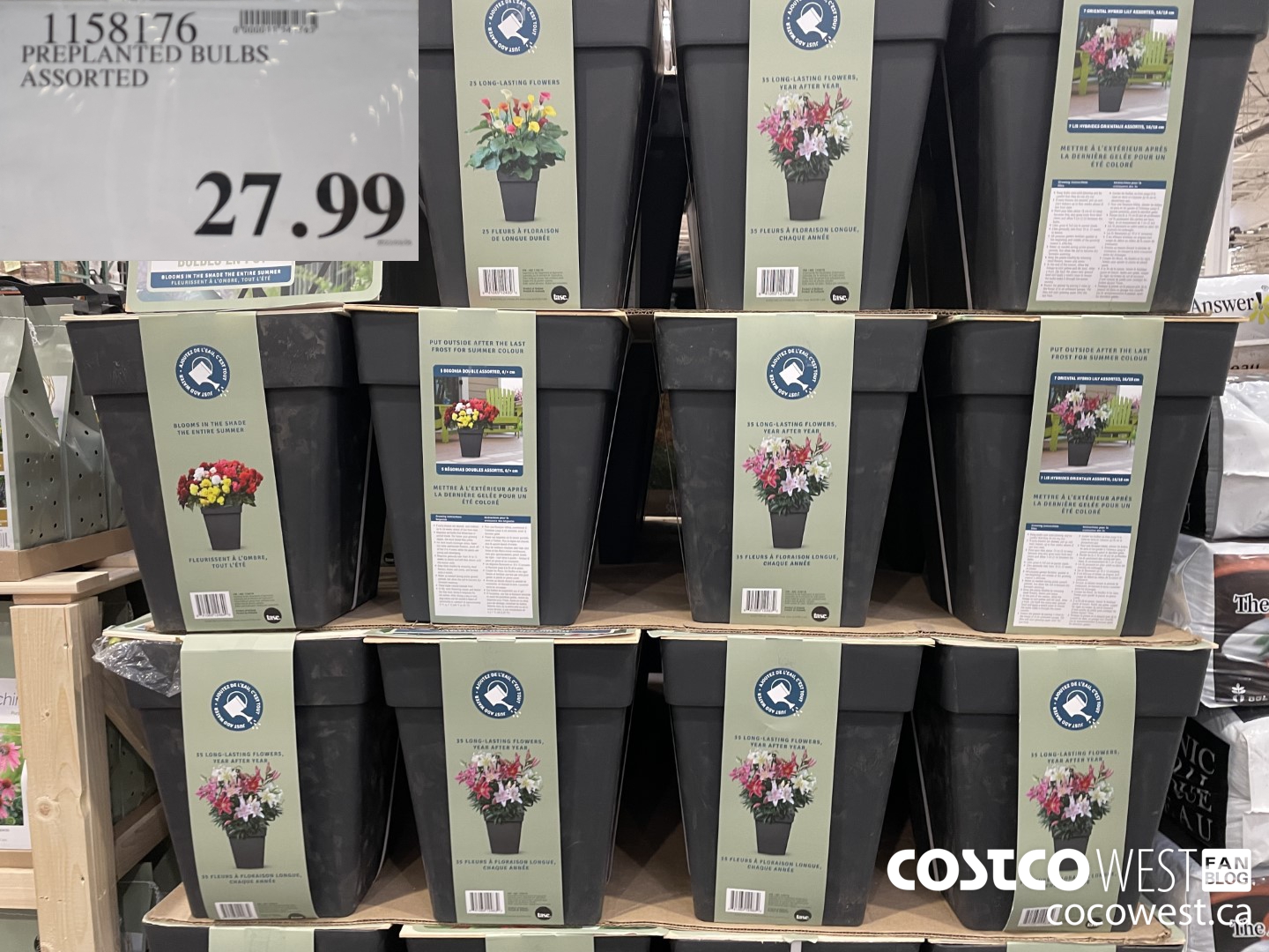 1158176 PREPLANTED BULBS ASSORTED  $27.99