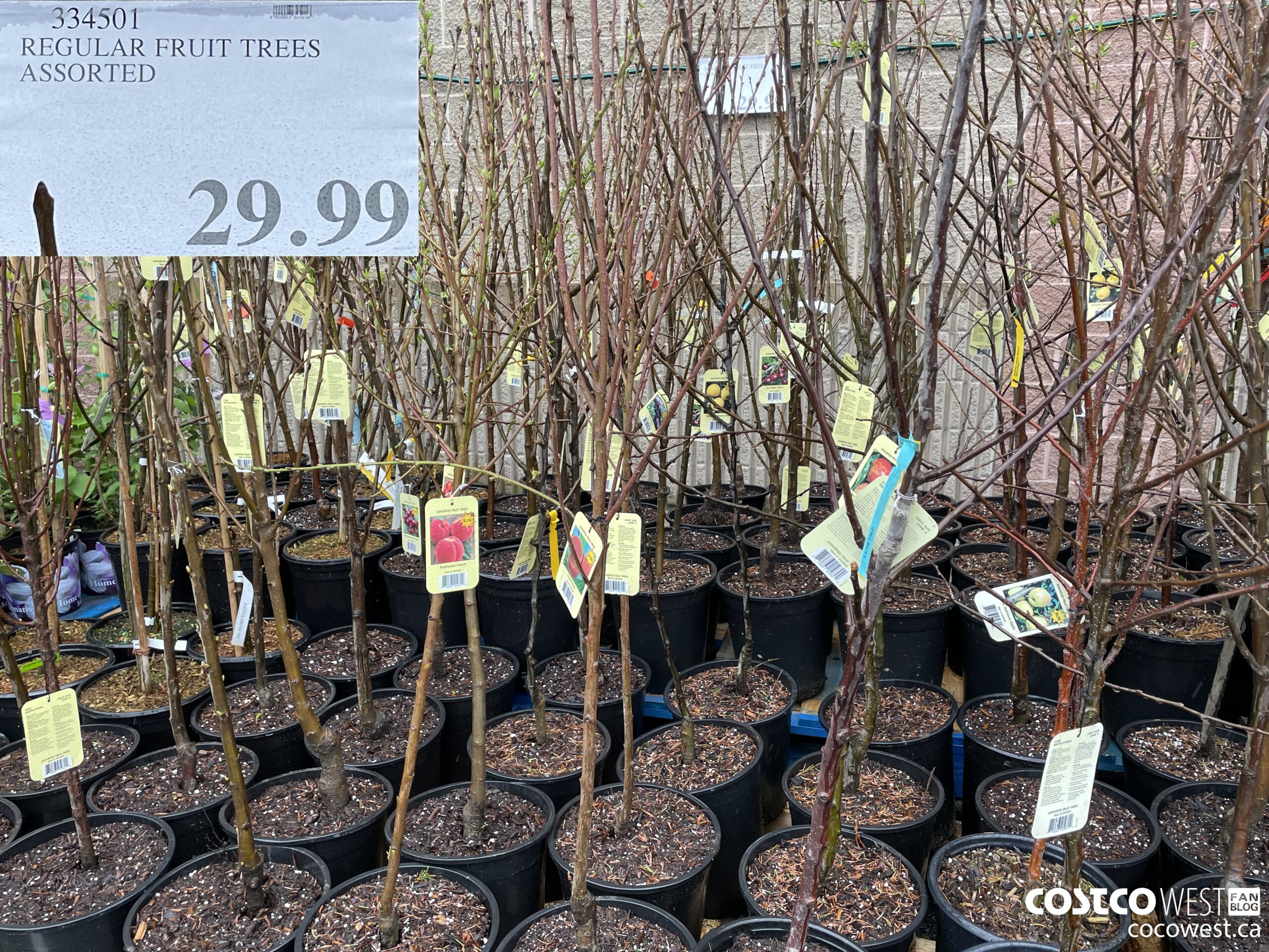 334501 REGULAR FRUIT TREES ASSORTED $29.99