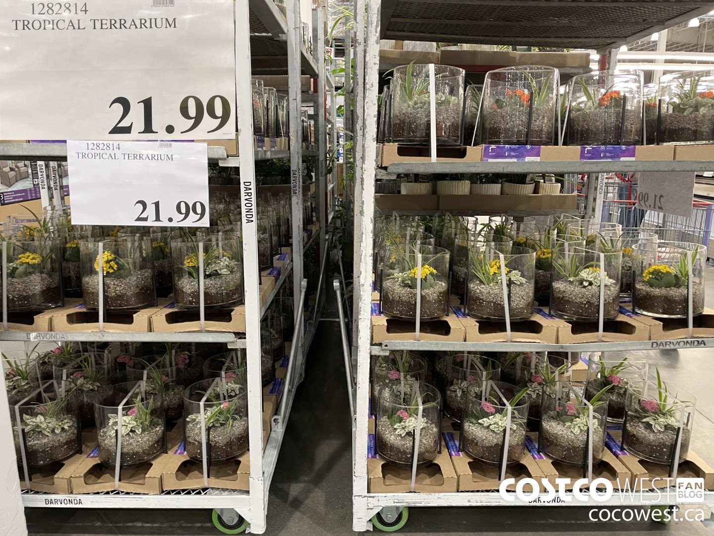 1282814 TROPICAL TERRARIUM $21.99