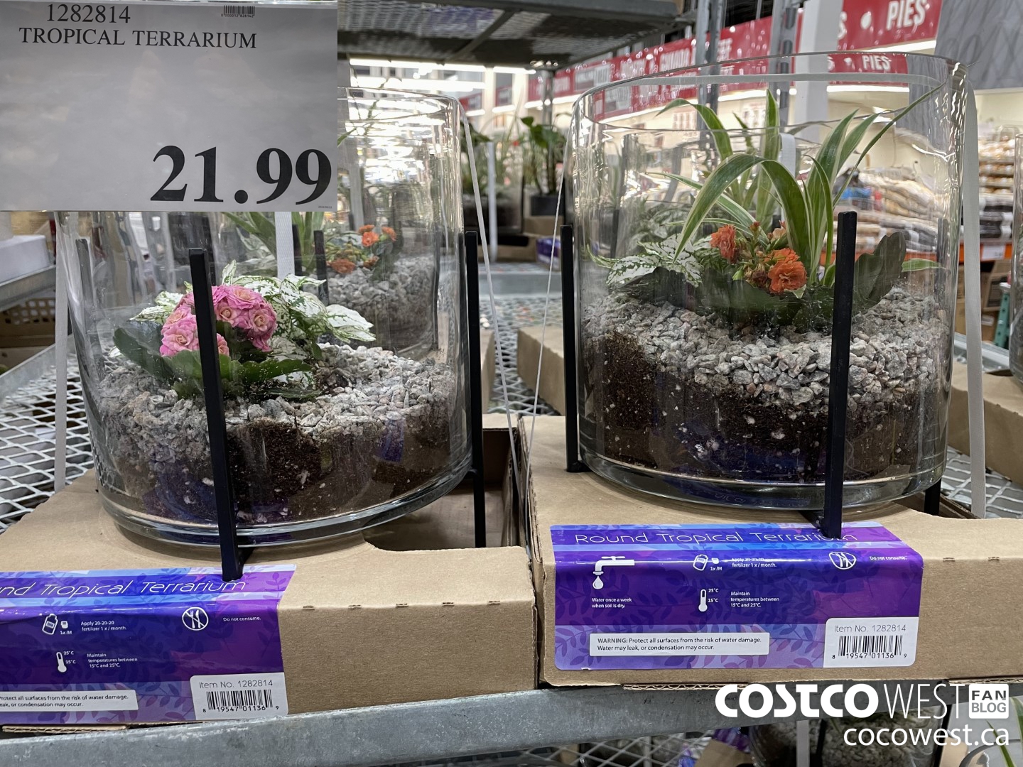 1282814 TROPICAL TERRARIUM  $21.99