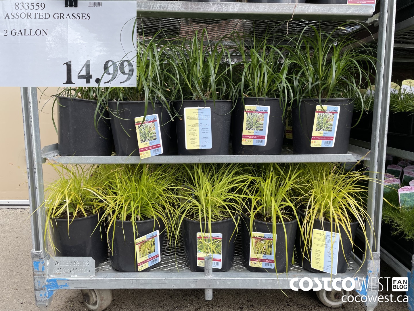 833559 ASSORTED GRASSES 2 GALLON $14.99