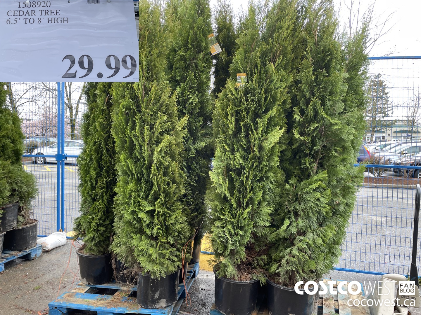 1508920 CEDAR TREE 6.5-8FT HIGH $29.99