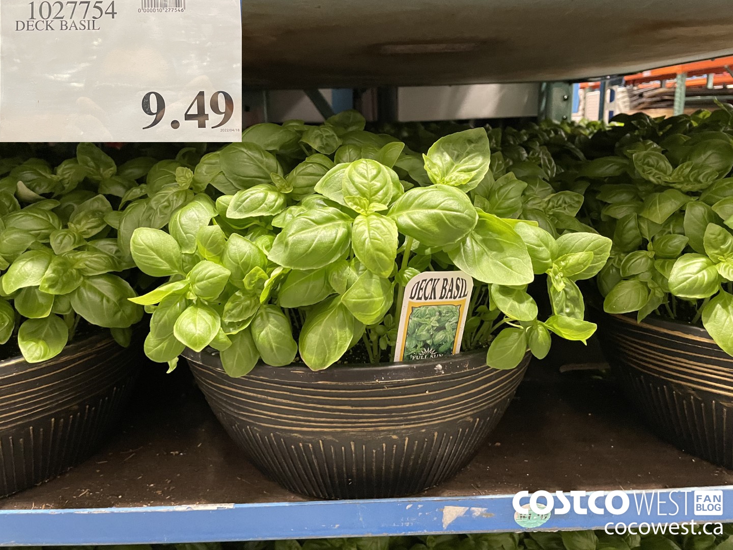 1027754 DECK BASIL $9.49