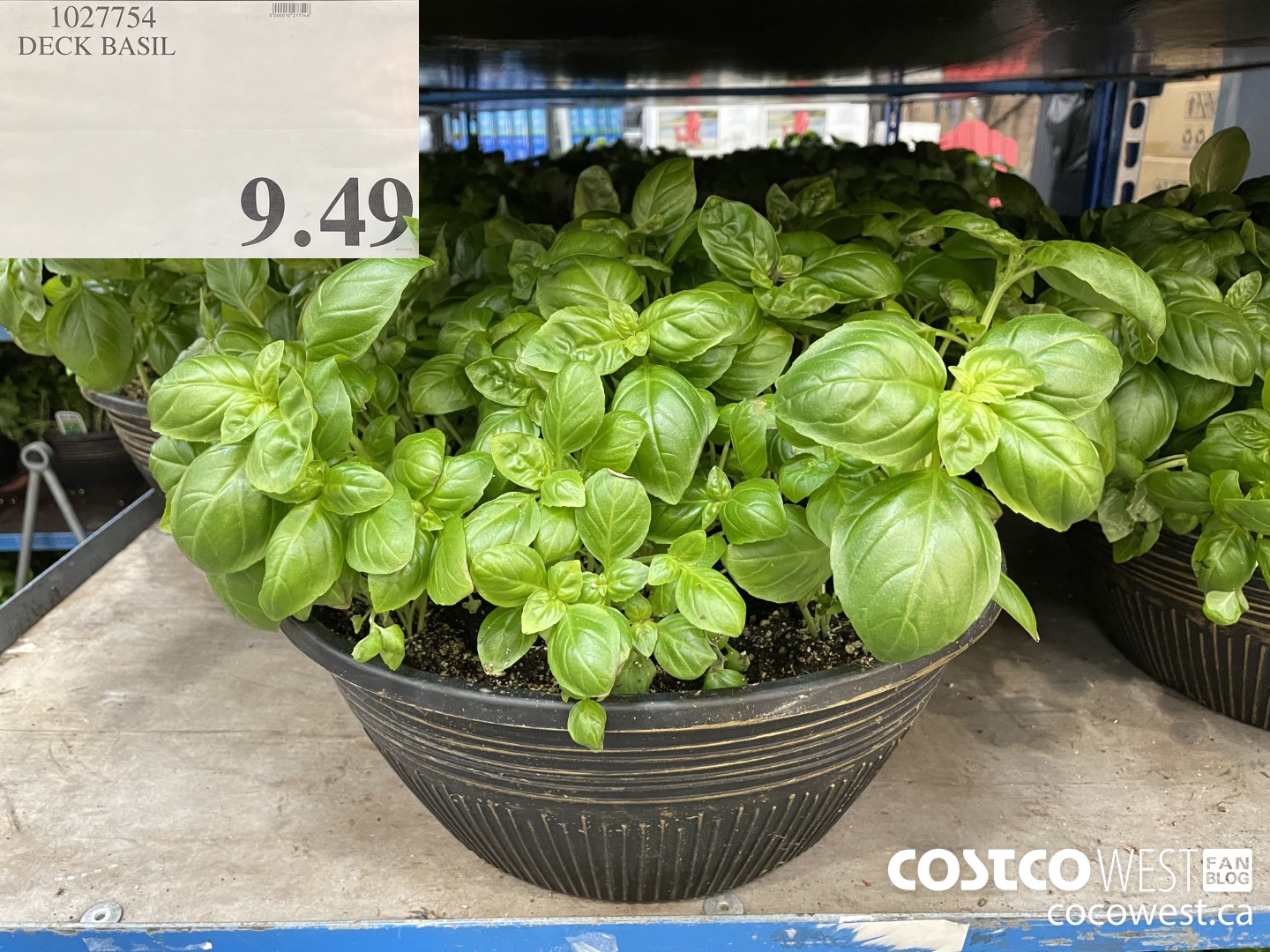 1027754 DECK BASIL $9.49