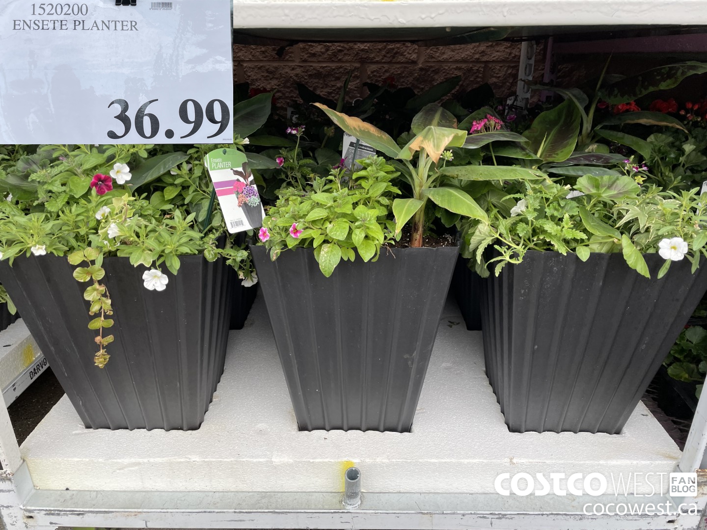 1520200 ENSETE PLANTER  $36.99