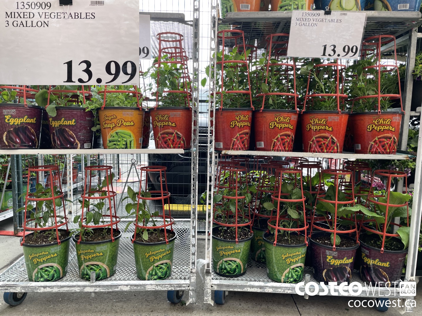 1350909 MIXED VEGETABLES 3 GALLON $13.99