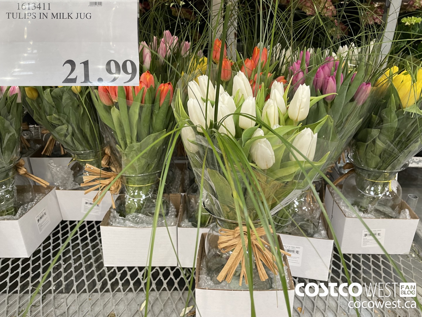 1613411 TULIPS IN MILK JUG  $21.99