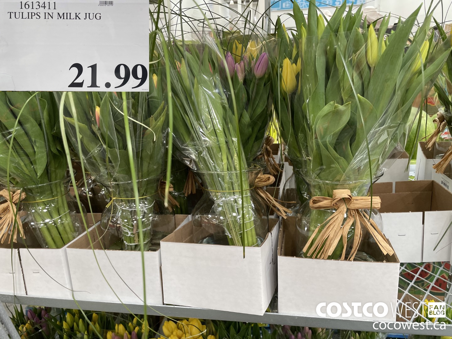 1613411 TULIPS IN MILK JUG  $21.99