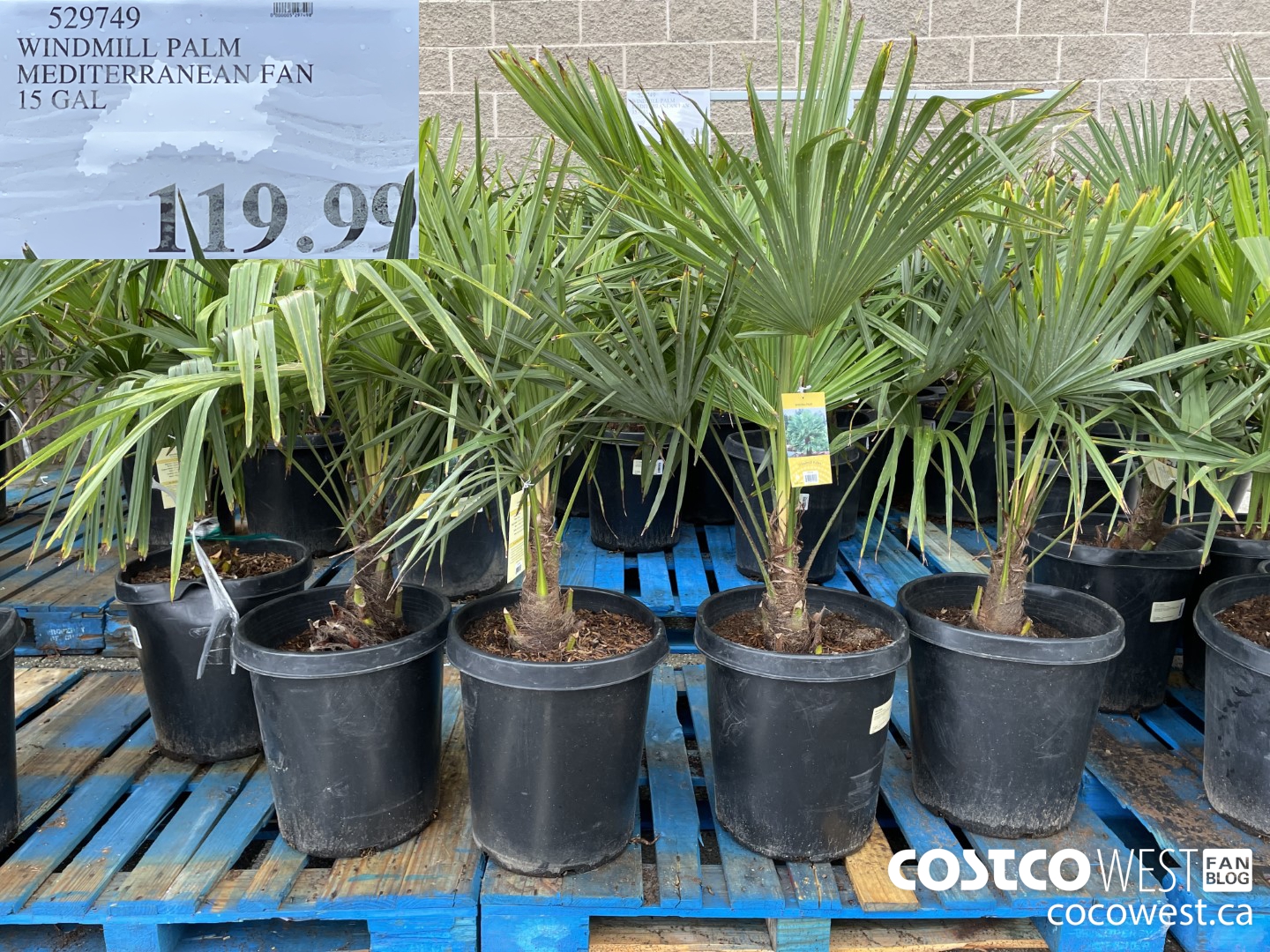 529749 WINDMILL PALM MEDITERRANEAN FAN 15 GAL $119.99
