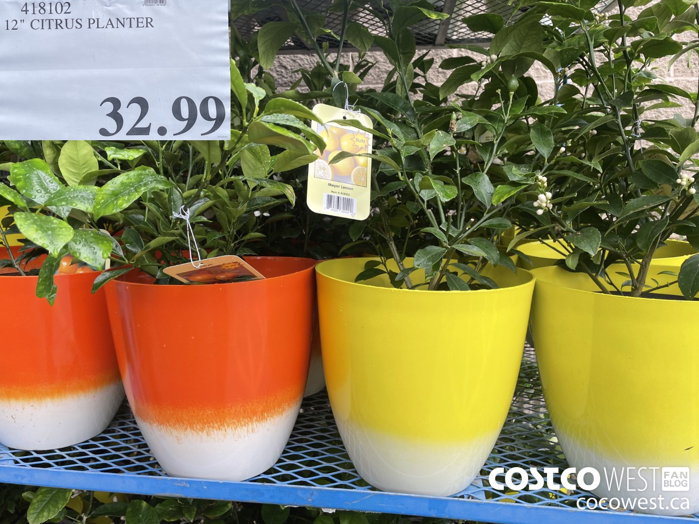 Costco 2022 Spring Superpost: The Entire Garden Centre! - Costco