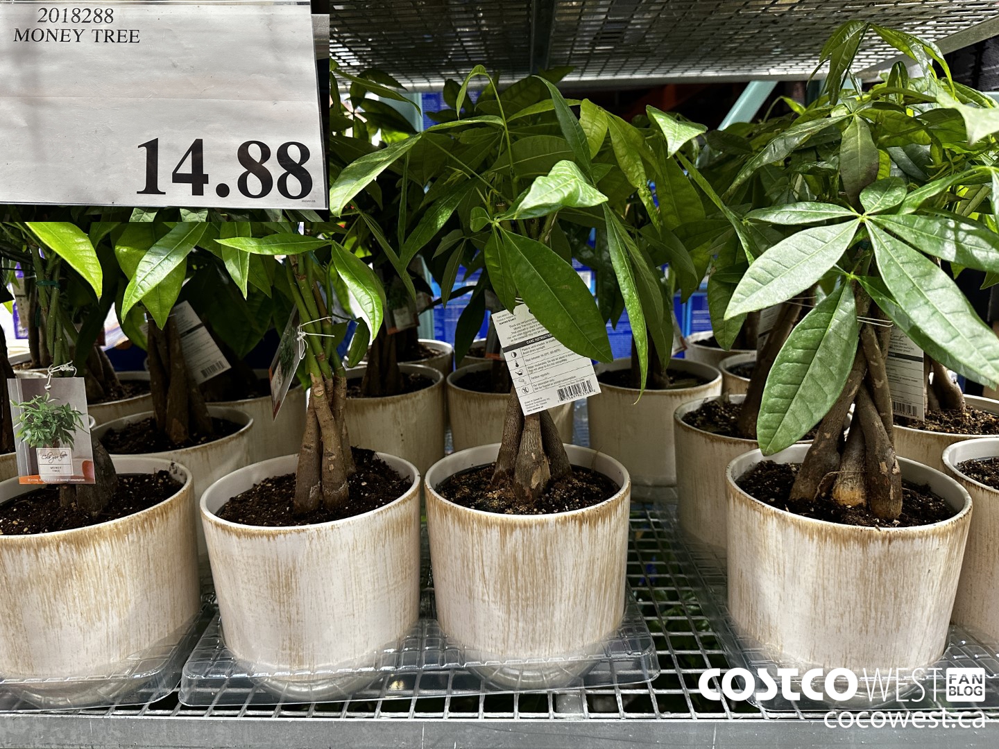 2018288 MONEY TREE $14.88