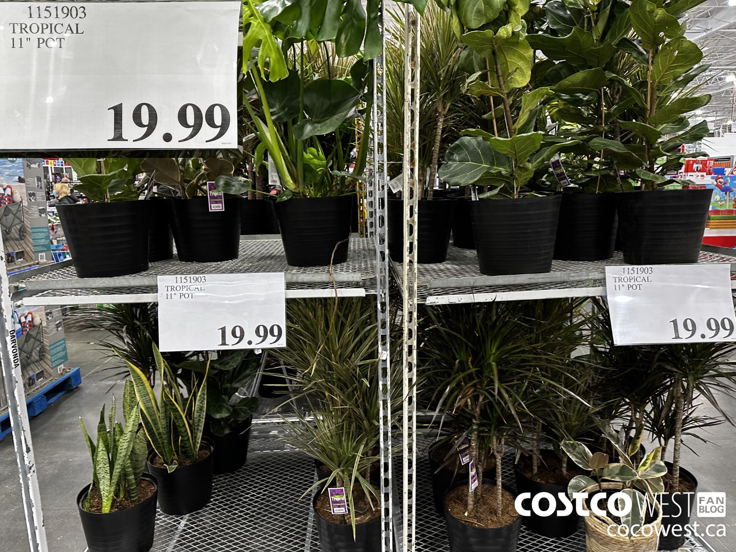 1151903  TROPICAL 11