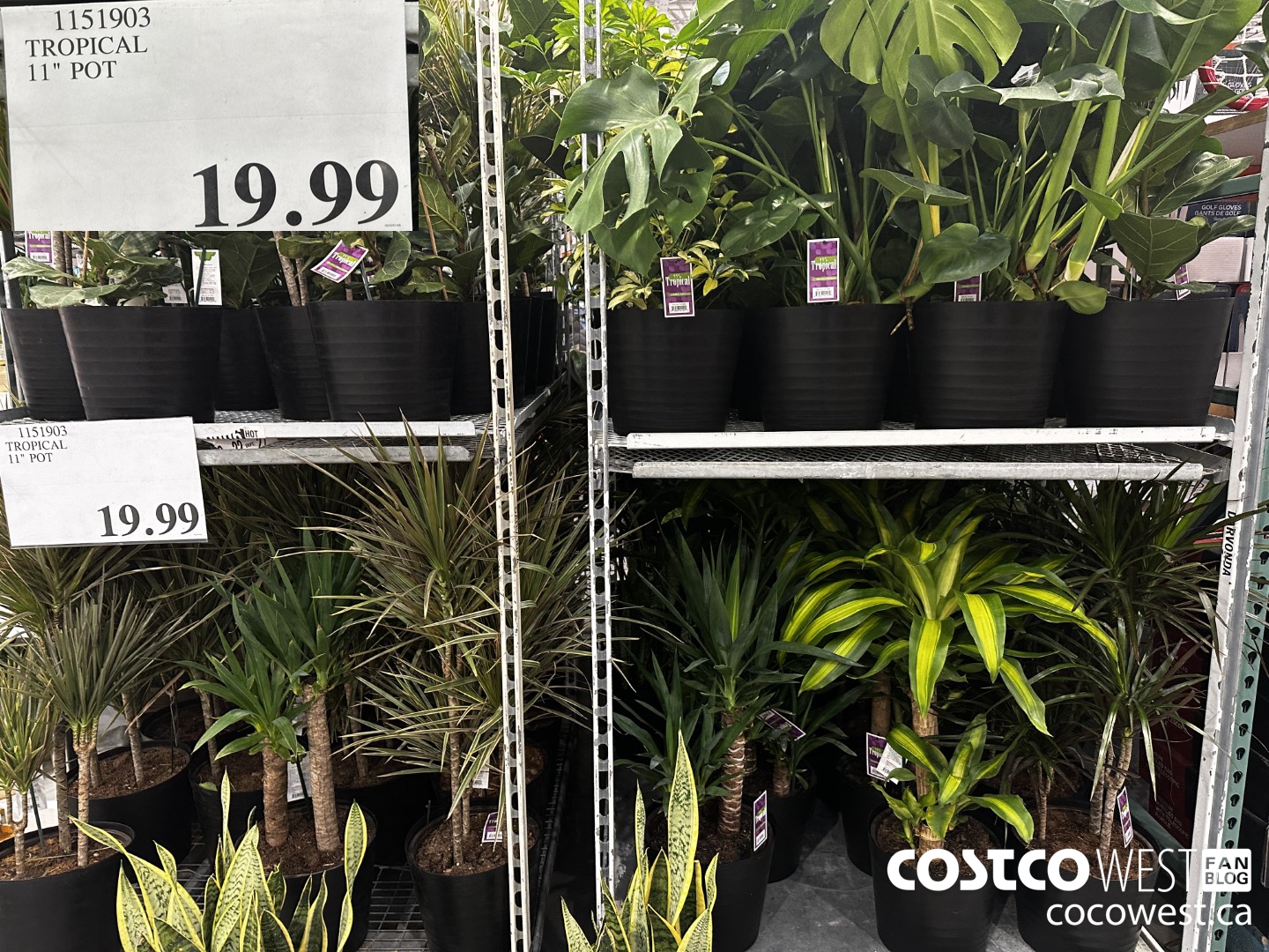 1151903  TROPICAL 11