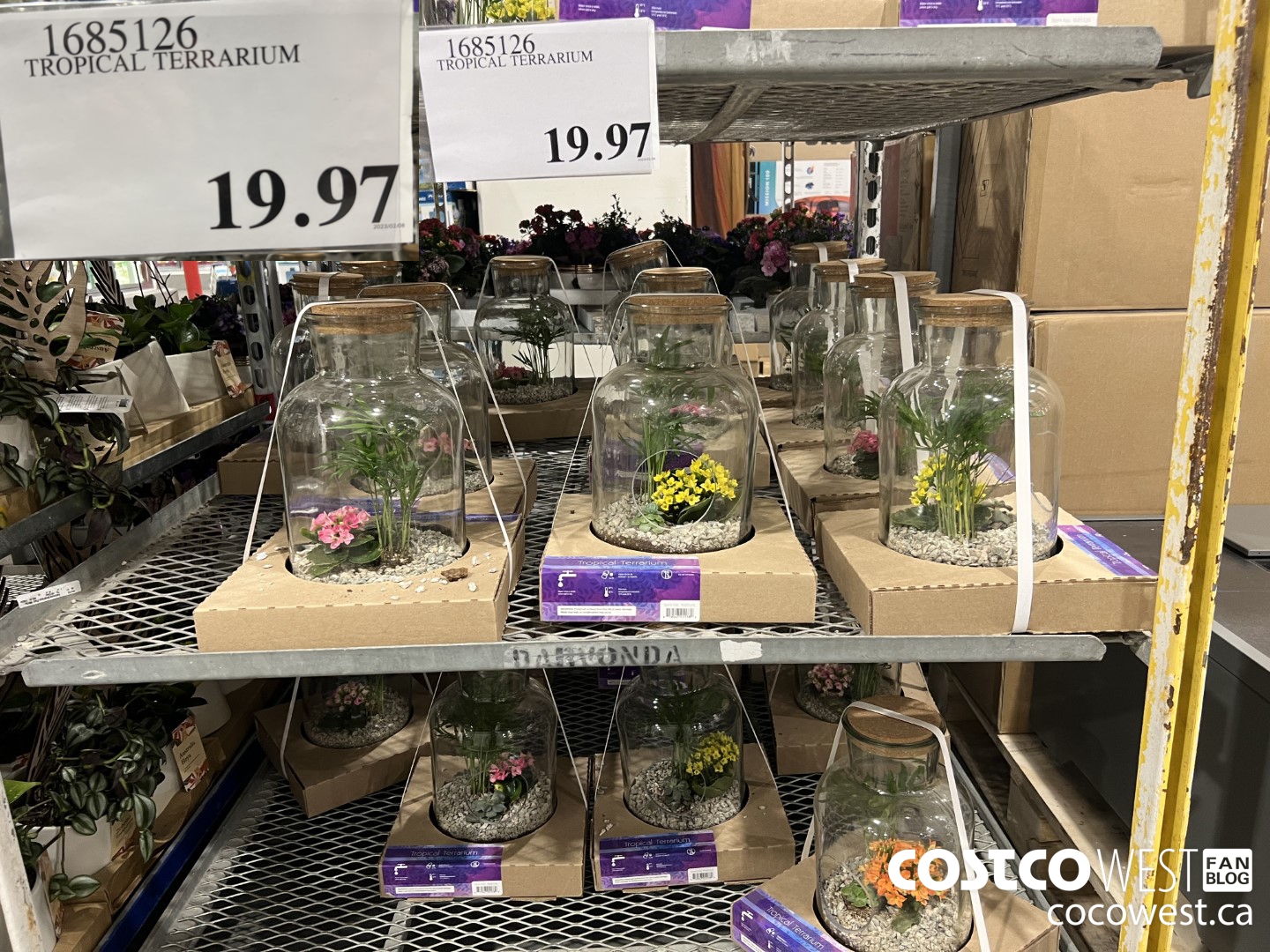 1685126 TROPICAL TERRARIUM $19.97