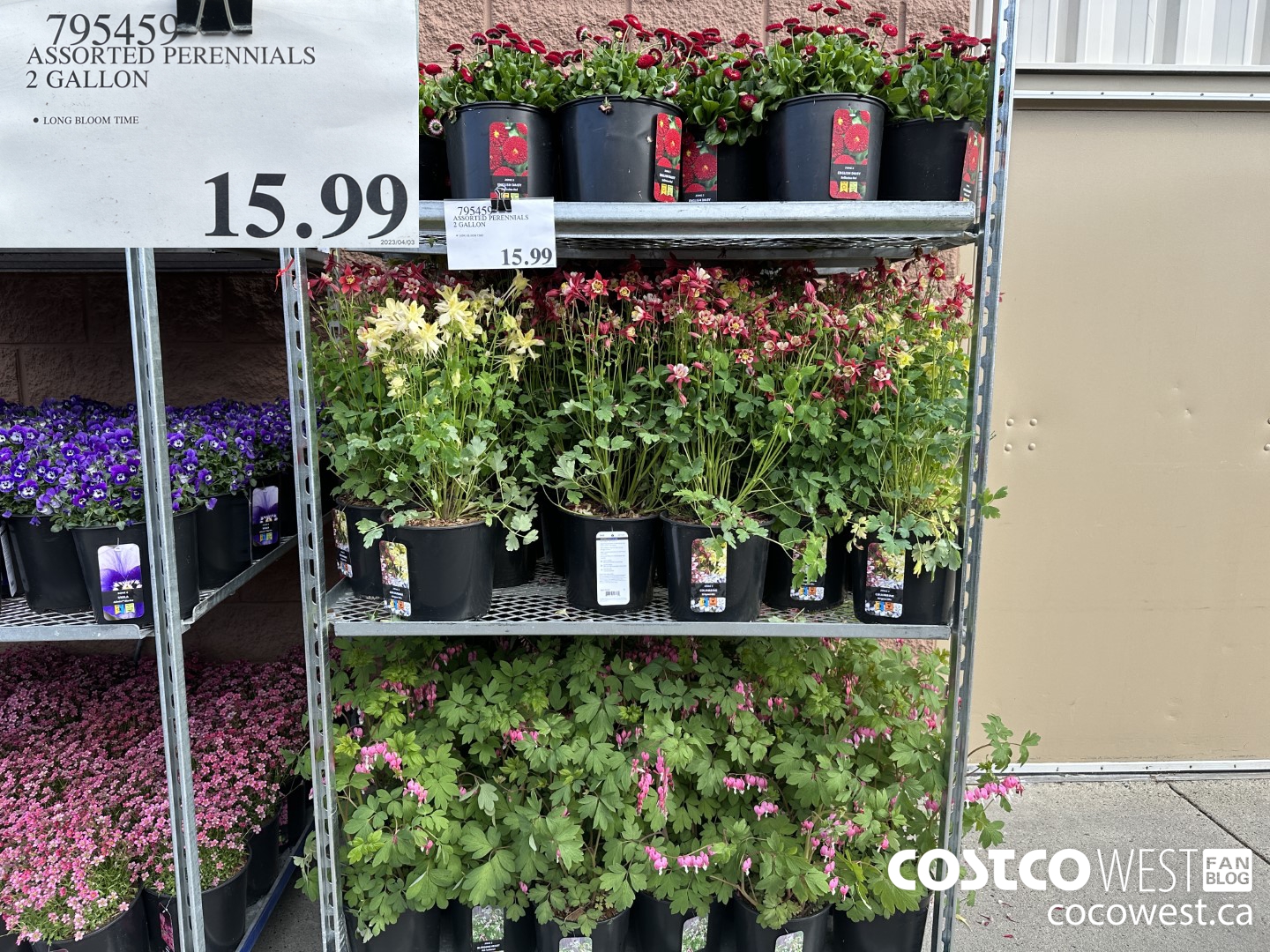 Costco Spring Garden Centre 2023 Superpost Fruit Trees Perennials   ASSORTED PERENNIALS 2 GALLON 20230405 120002 