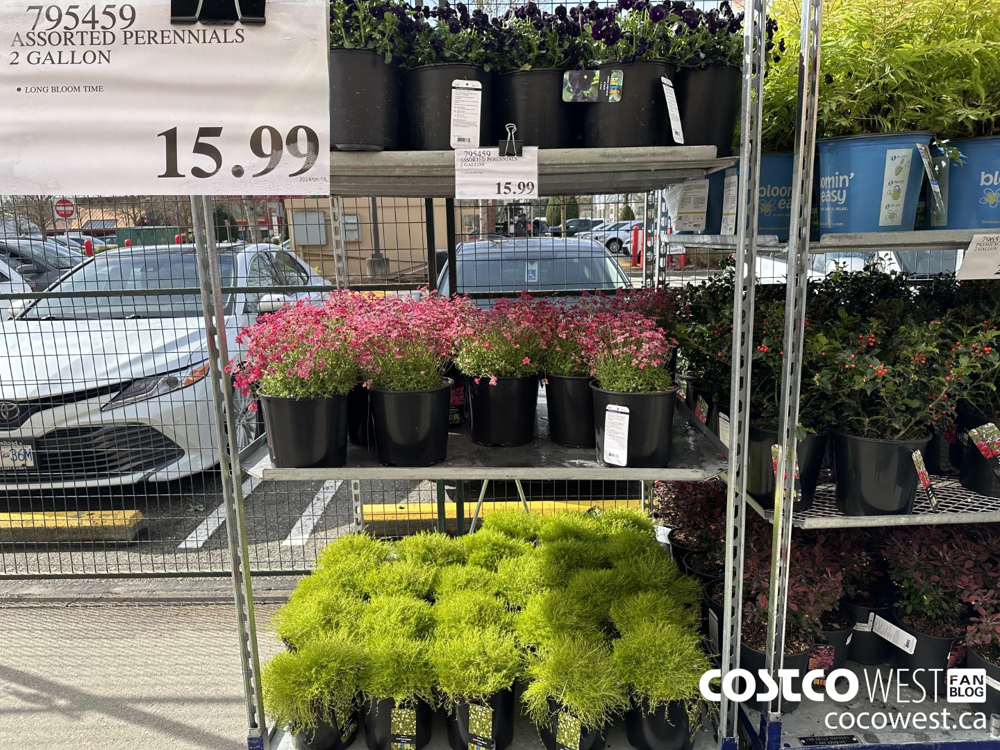 UPDATED Costco Spring Garden Centre 2023 Superpost The Entire Garden