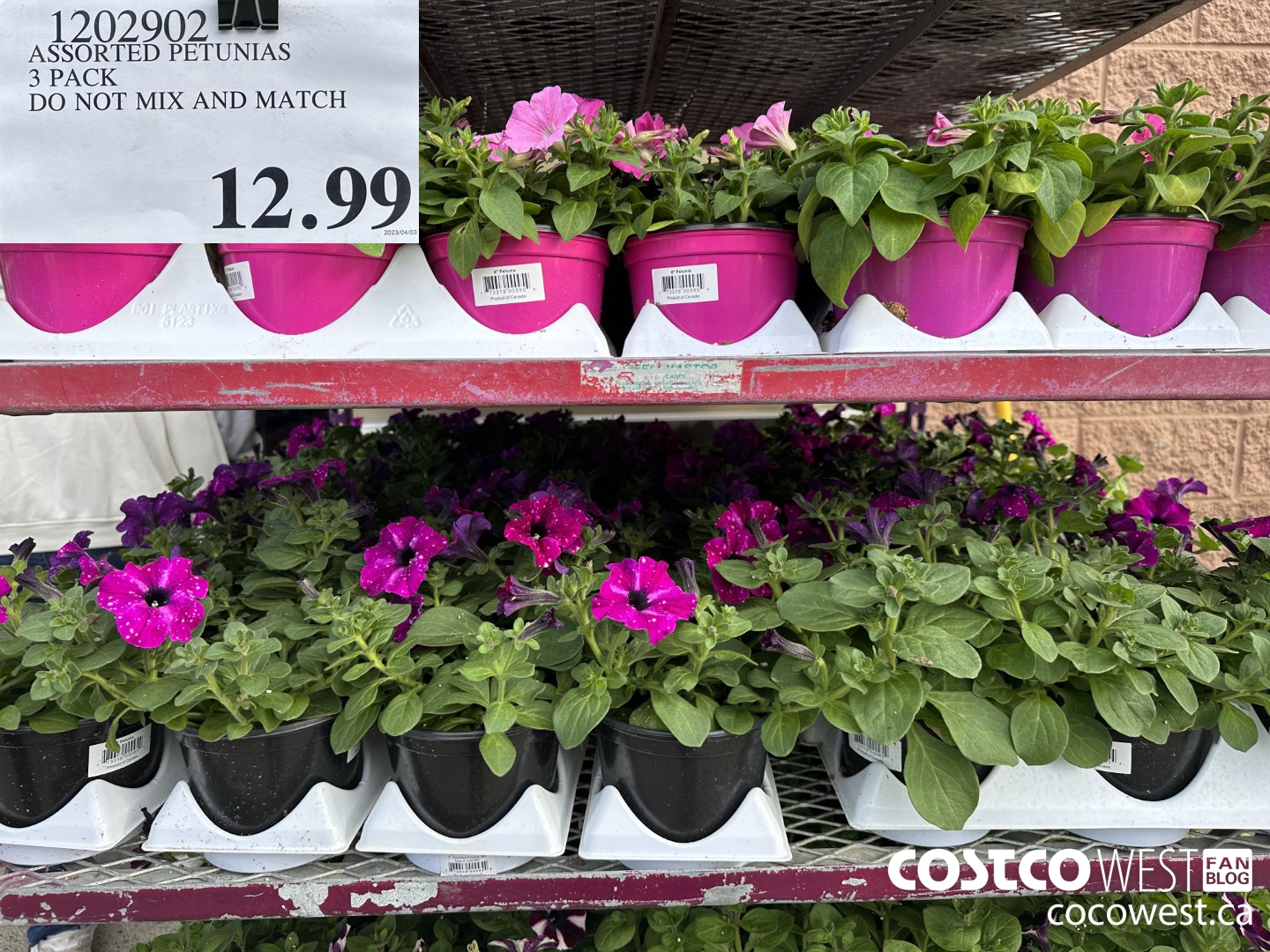 1202902 ASSORTED PETUNIAS 3 PACK  $12.99