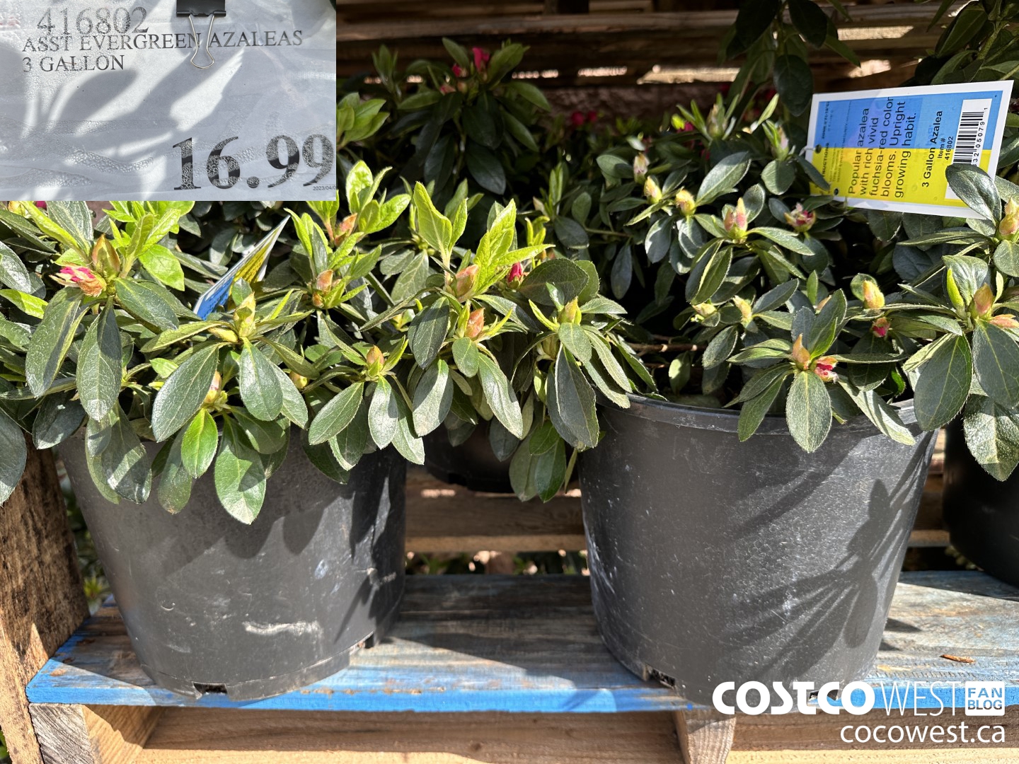 416802 ASST EVERGREEN AZALEAS 3 GALLON $16.99