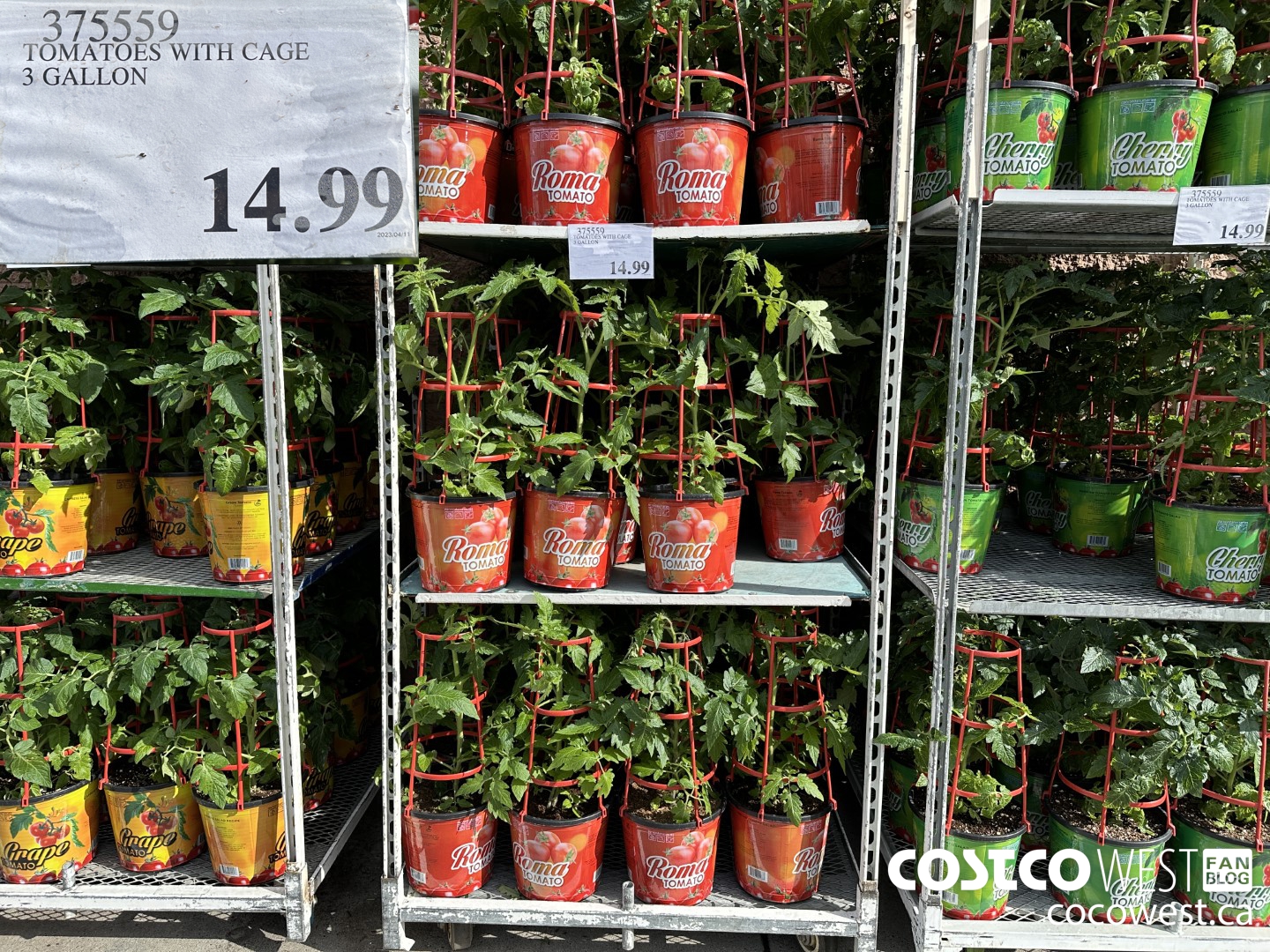 375559 TOMATOES WITH CAGE 3 GALLON $14.99