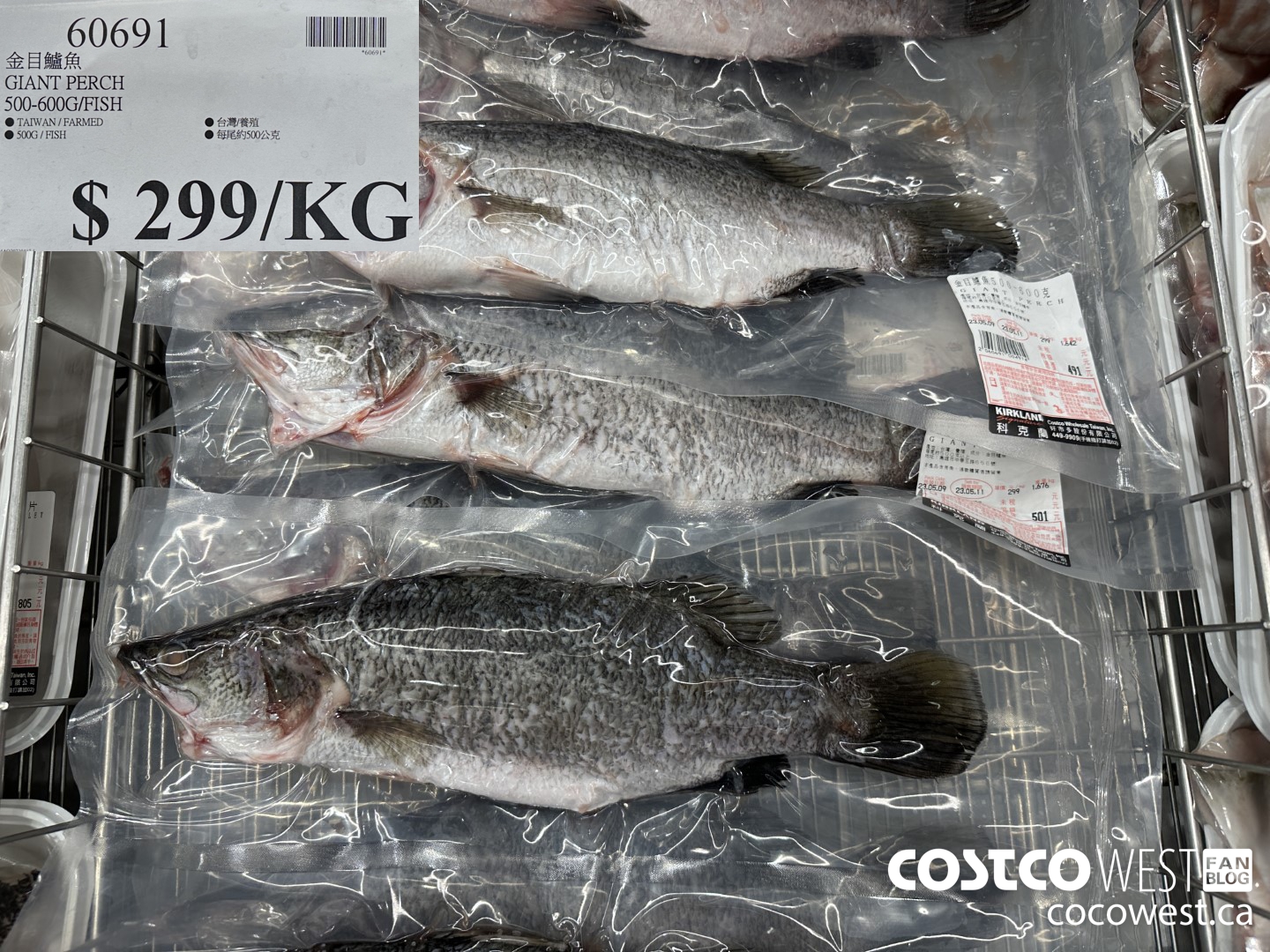 60691 GIANT PERCH 500-600G/FISH $299.00