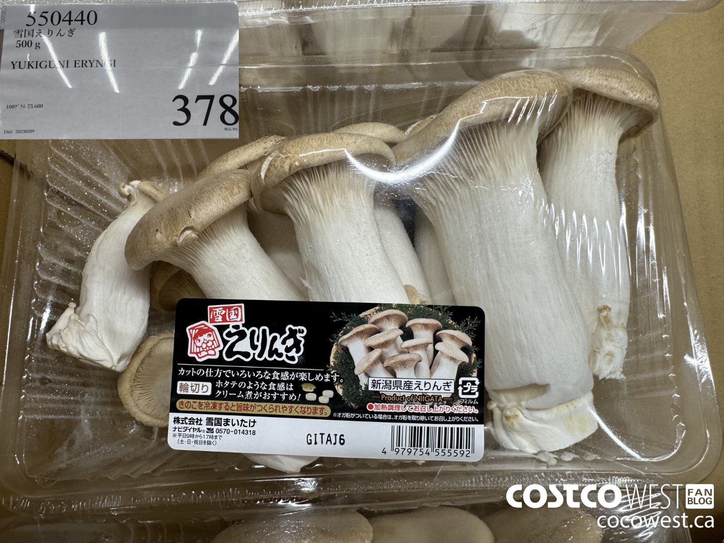 550440 YUKIGUNI ERYNGI 500G $378.00
