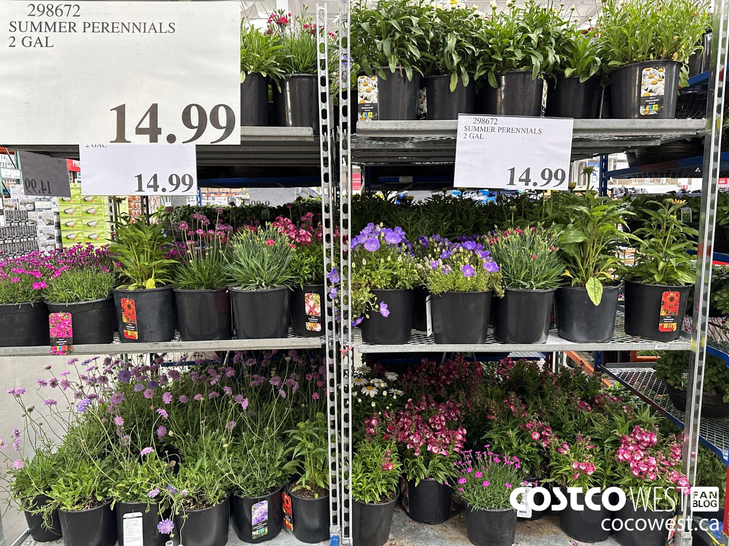 298672 SUMMER PERENIALS 2 GAL $14.99