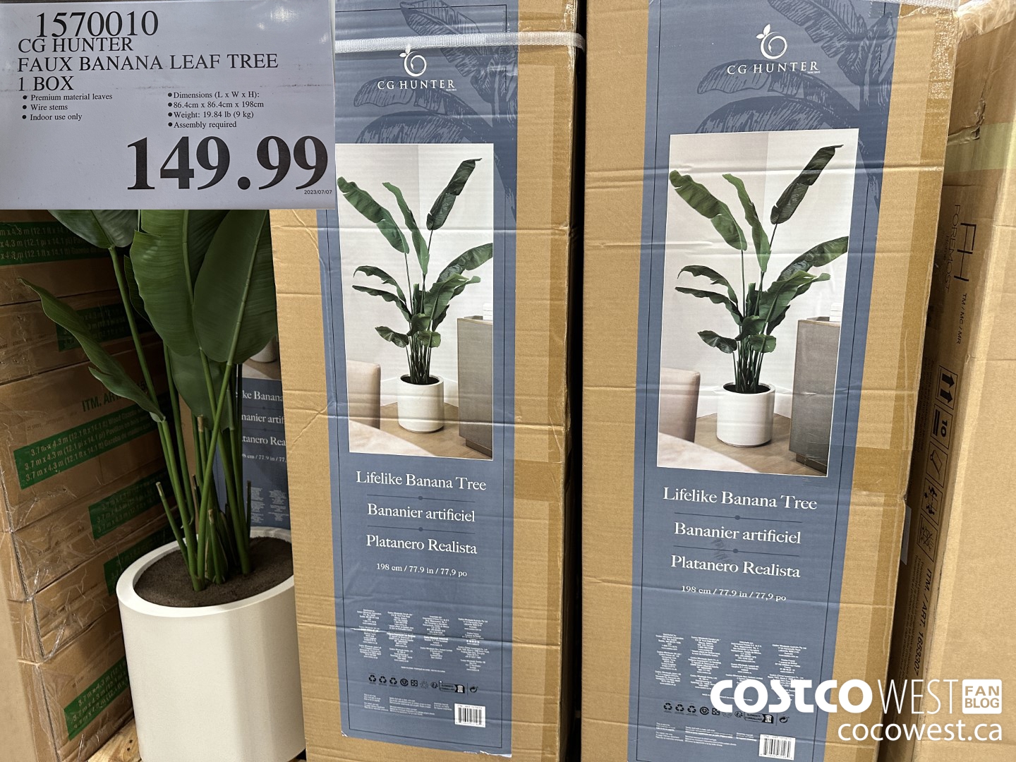 1570010 CG HUNTER FAUX BANANA LEAF TREE 6.5 FT (203.2 CM) $149.99