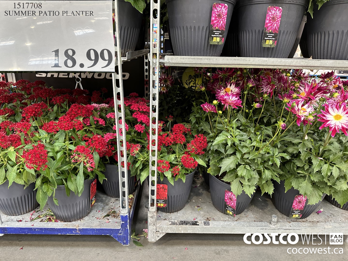 1517708 SUMMER PATIO PLANTER $18.99