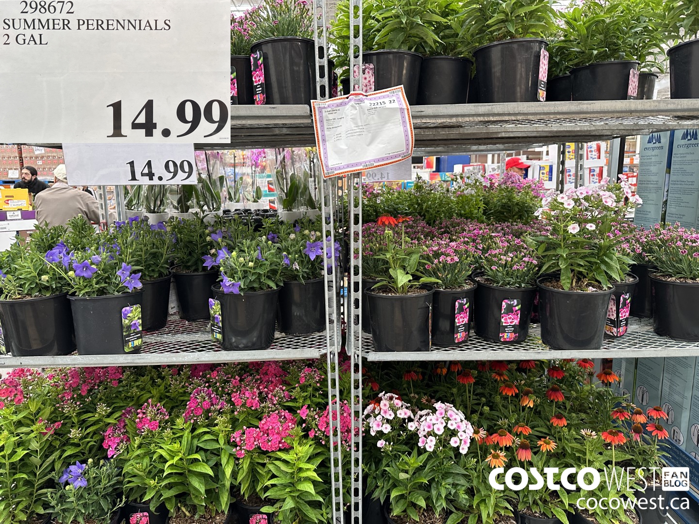 298672 SUMMER PERENIALS 2 GAL $14.99