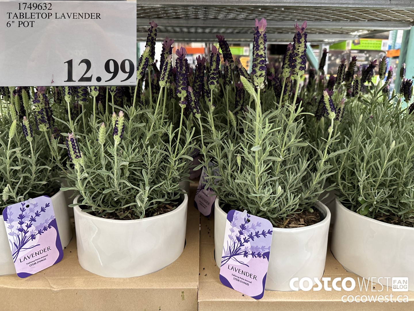 1749632 TABLETOP LAVENDER 6