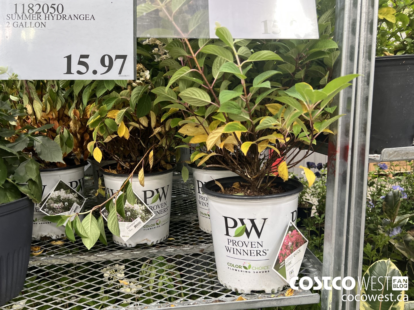 1182050 SUMMER HYDRANGEA 2 GALLON $15.97