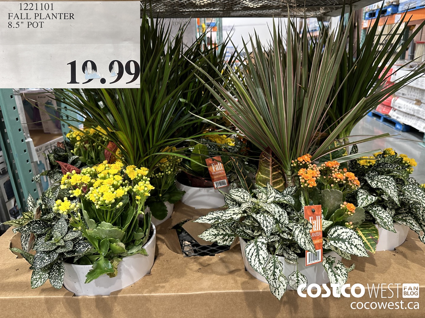 1221101 FALL PLANTER 8.5