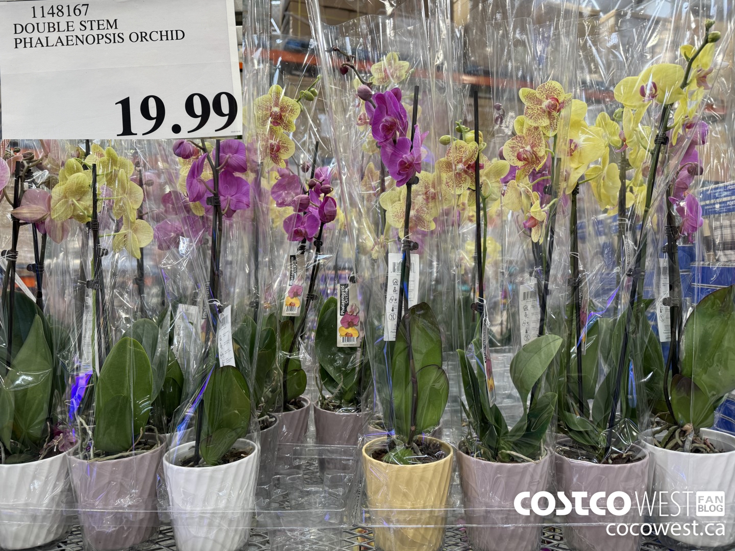 1148167 DOUBLE STEM PHALAENOPSIS ORCHID  $19.99