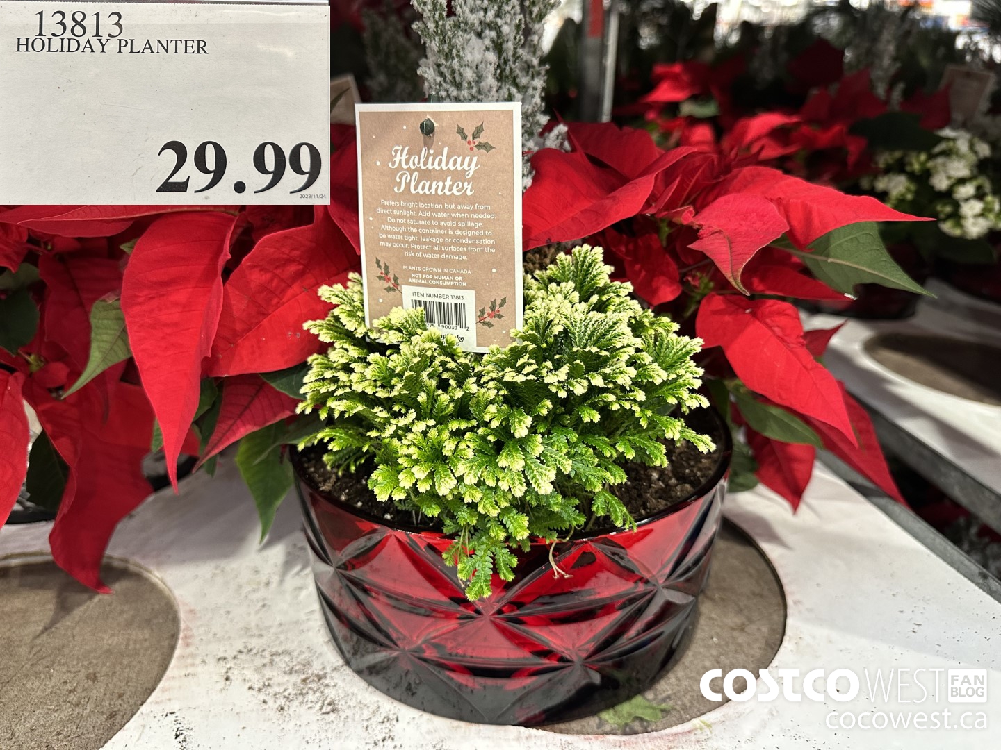 13813 HOLIDAY PLANTER $29.99