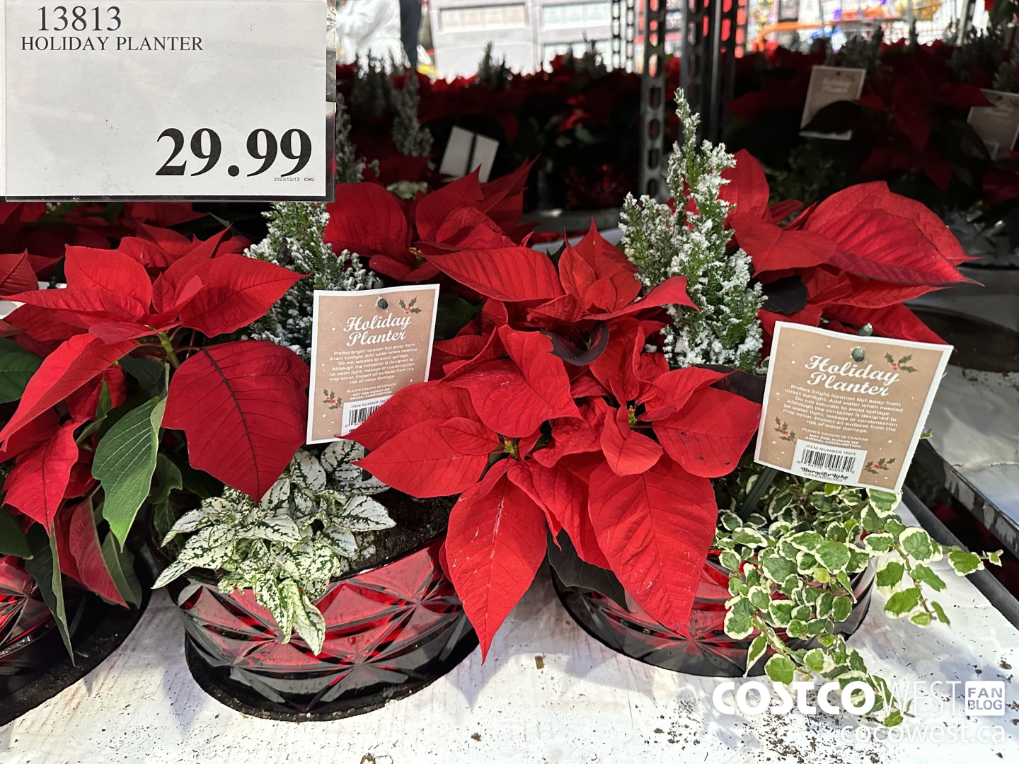 13813 HOLIDAY PLANTER $29.99